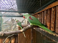 /album/fotogalerie-zoopark-zajezd-mala-rodinna-zoo-nedaleko-kladna/zoopark-zajezd5-jpg/